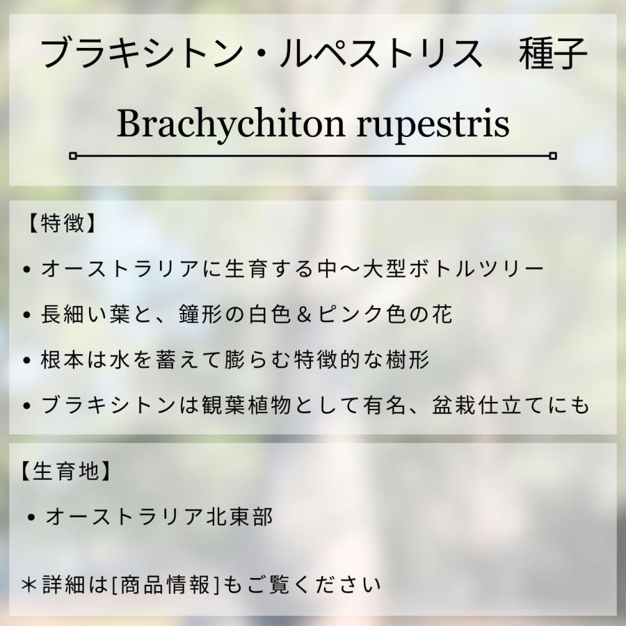 ブラキシトン・ルペストリス 種子 | クイーンズランドボトルツリー - 観葉植物、オージープランツ - 種子 |  | 01