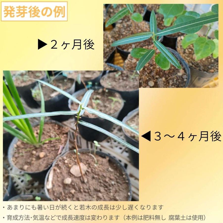 ブラキシトン・ルペストリス 種子 | クイーンズランドボトルツリー - 観葉植物、オージープランツ - 種子 |  | 02