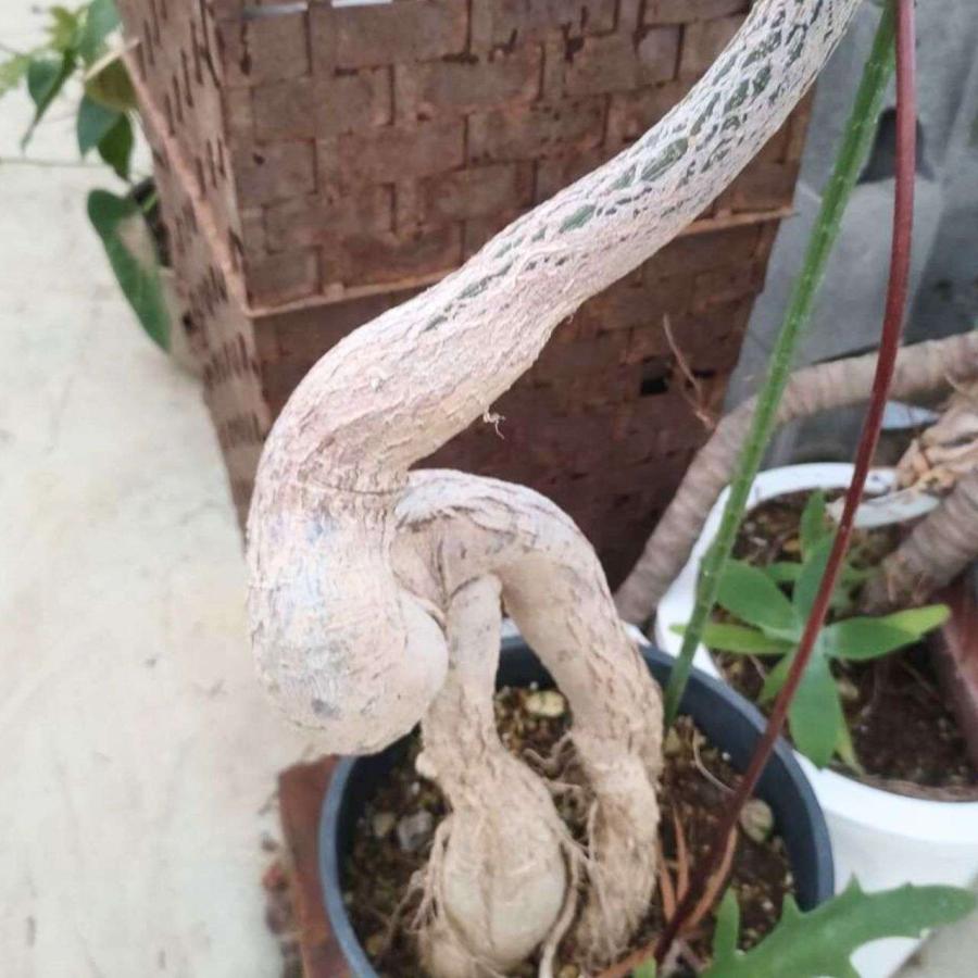 ブラキシトン・ルペストリス 種子 | クイーンズランドボトルツリー - 観葉植物、オージープランツ - 種子 |  | 03