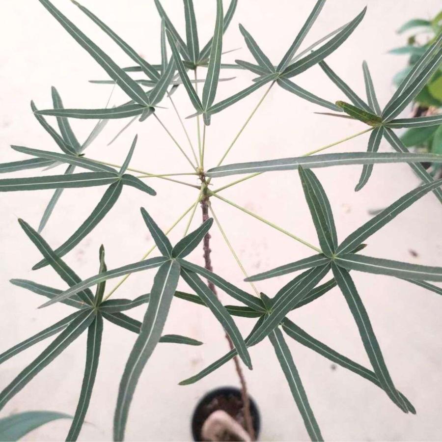 ブラキシトン・ルペストリス 種子 | クイーンズランドボトルツリー - 観葉植物、オージープランツ - 種子 |  | 04