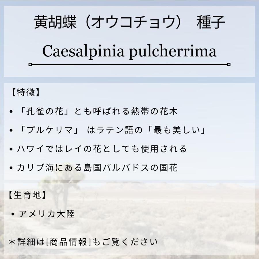 黄胡蝶（オウコチョウ） 種子 | カイザルピニア・プルケリマ - 孔雀の花 - 種子 |  | 01