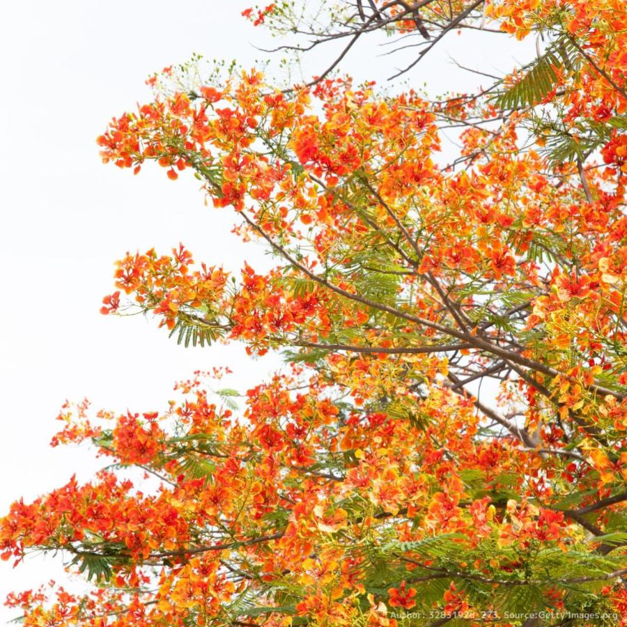 黄胡蝶（オウコチョウ） 種子 | カイザルピニア・プルケリマ - 橙黄色の大きな花を咲かせる熱帯の花木 - 種子｜kugelfg｜03