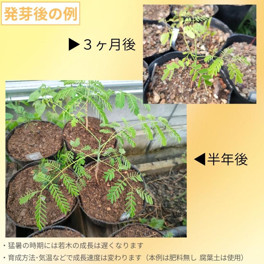 黄胡蝶（オウコチョウ） 種子 | カイザルピニア・プルケリマ - 孔雀の花 - 種子 |  | 02