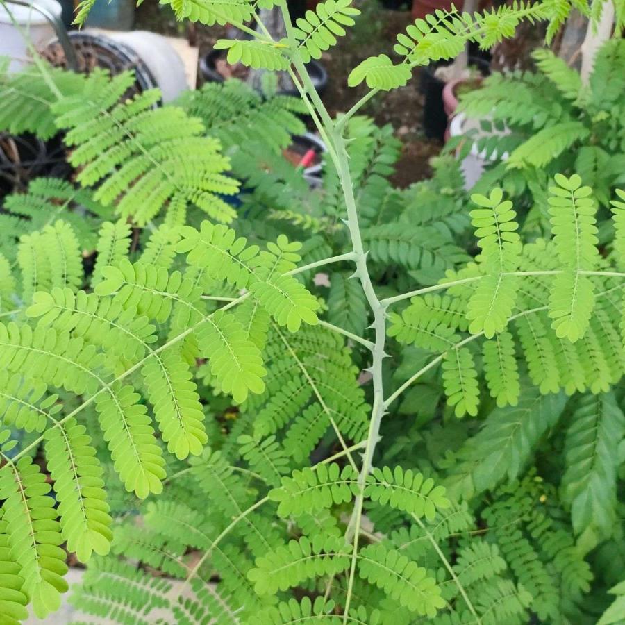 黄胡蝶（オウコチョウ） 種子 | カイザルピニア・プルケリマ - 孔雀の花 - 種子 |  | 03