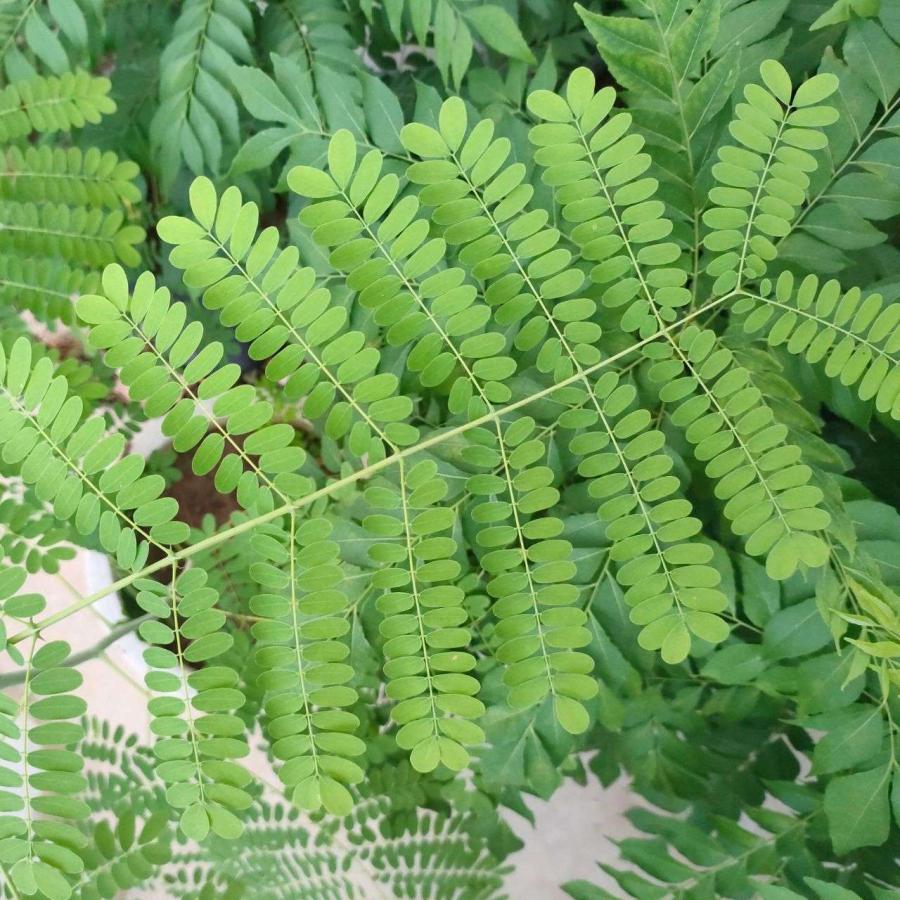 黄胡蝶（オウコチョウ） 種子 | カイザルピニア・プルケリマ - 孔雀の花 - 種子 |  | 04