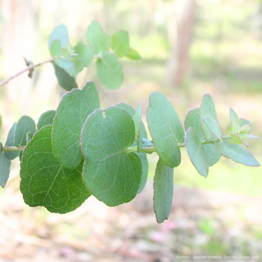 ユーカリ アップルボックス 種子 ユーカリ ブリジシアナ ハーブ木 樹木 種子 Seeds Flower Green Kugel 通販 Yahoo ショッピング