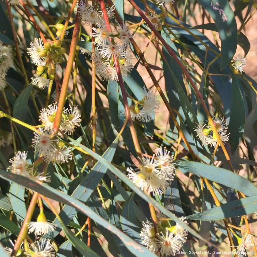 ユーカリ・ラディアータ 種子 | ユーカリ・ペパーミント - 精油や香水で有名 - 種子 | 