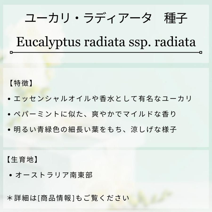ユーカリ・ラディアータ 種子 | ユーカリ・ペパーミント - 精油や香水で有名 - 種子 |  | 01