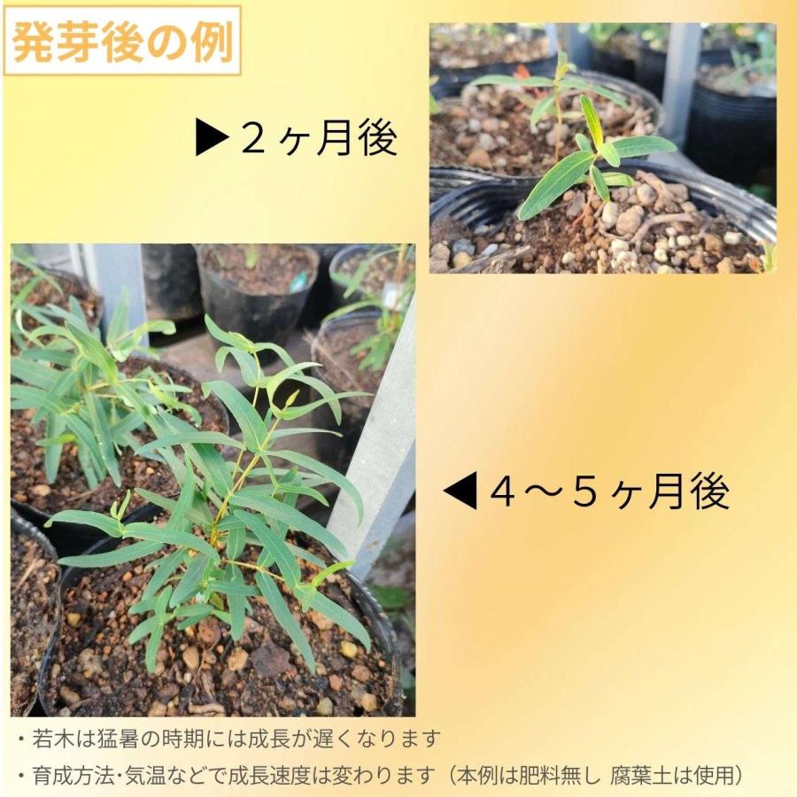 ユーカリ・ラディアータ 種子 | ユーカリ・ペパーミント - 精油や香水で有名 - 種子 |  | 02