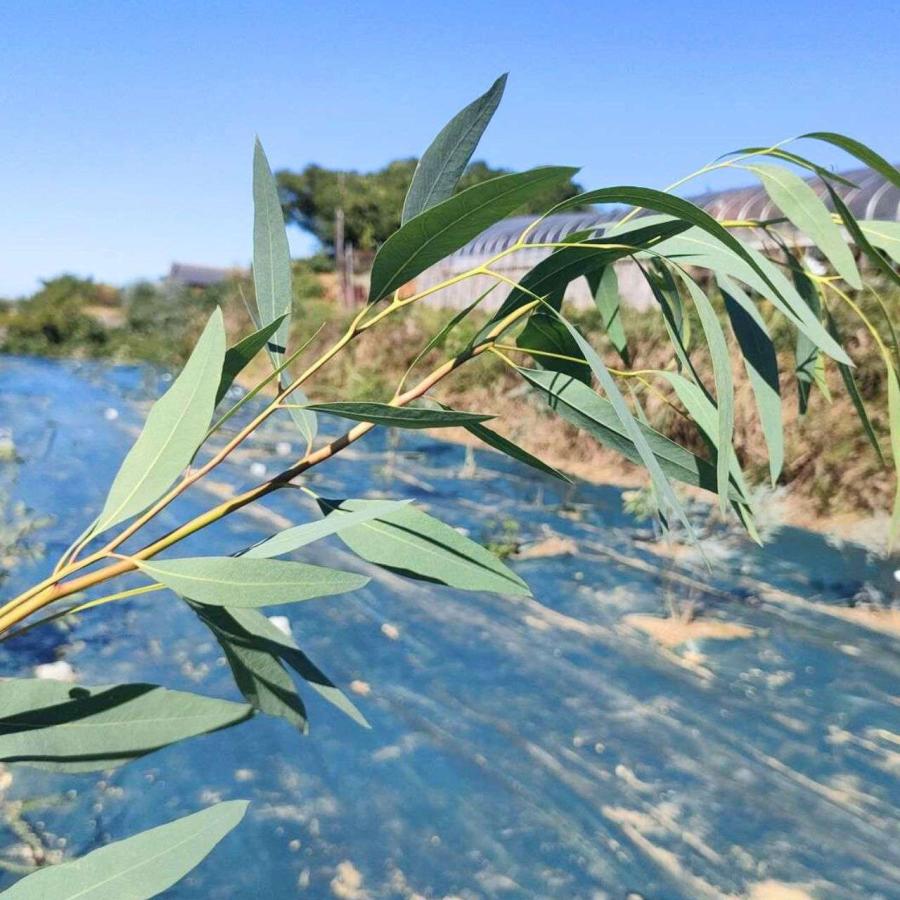 ユーカリ・ラディアータ 種子 | ユーカリ・ペパーミント - 精油や香水