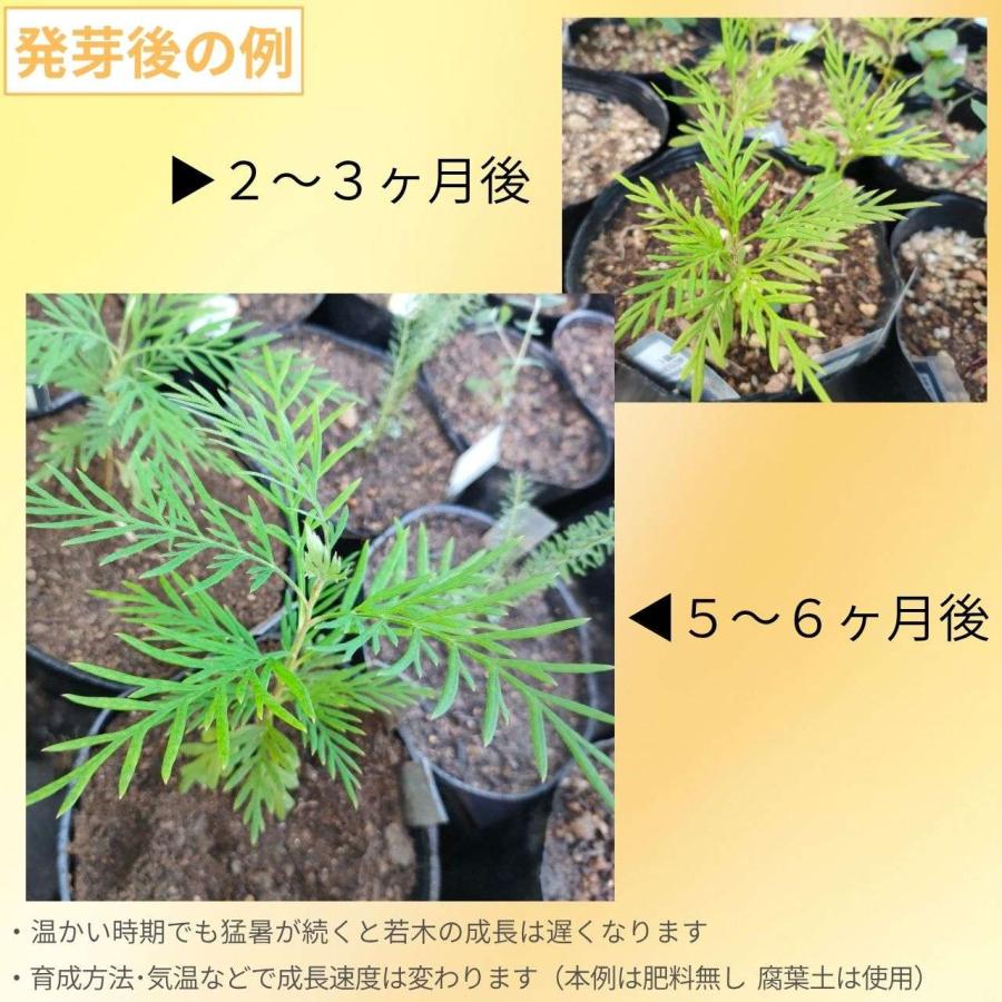 グレビレア・ロブスタ 種子 | ハゴロモノキ（羽衣の木） - オージープランツ、花木 - 種子 |  | 02