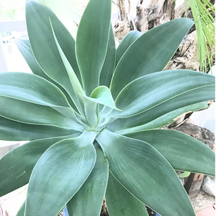 アガベ・アテナータ アガベ・アテナータ 種子 | フォックステール - 優美な姿形