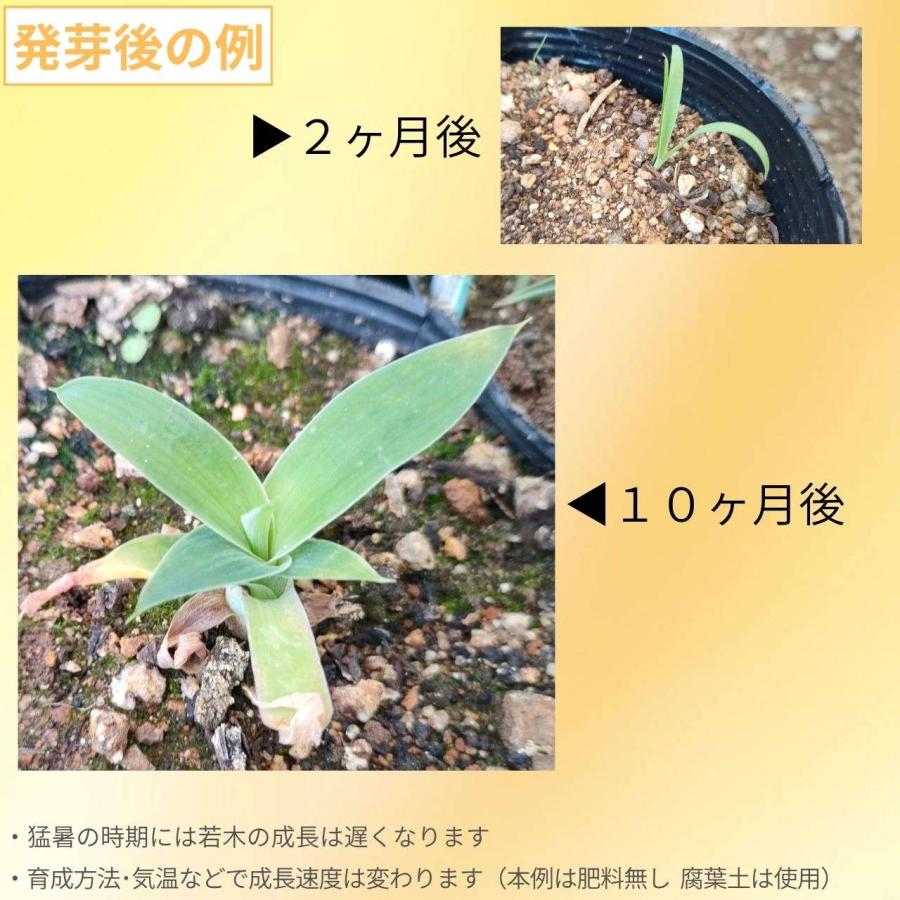 アガベ・アテナータ 種子 | フォックステール - 優美な姿形 : KUGEL