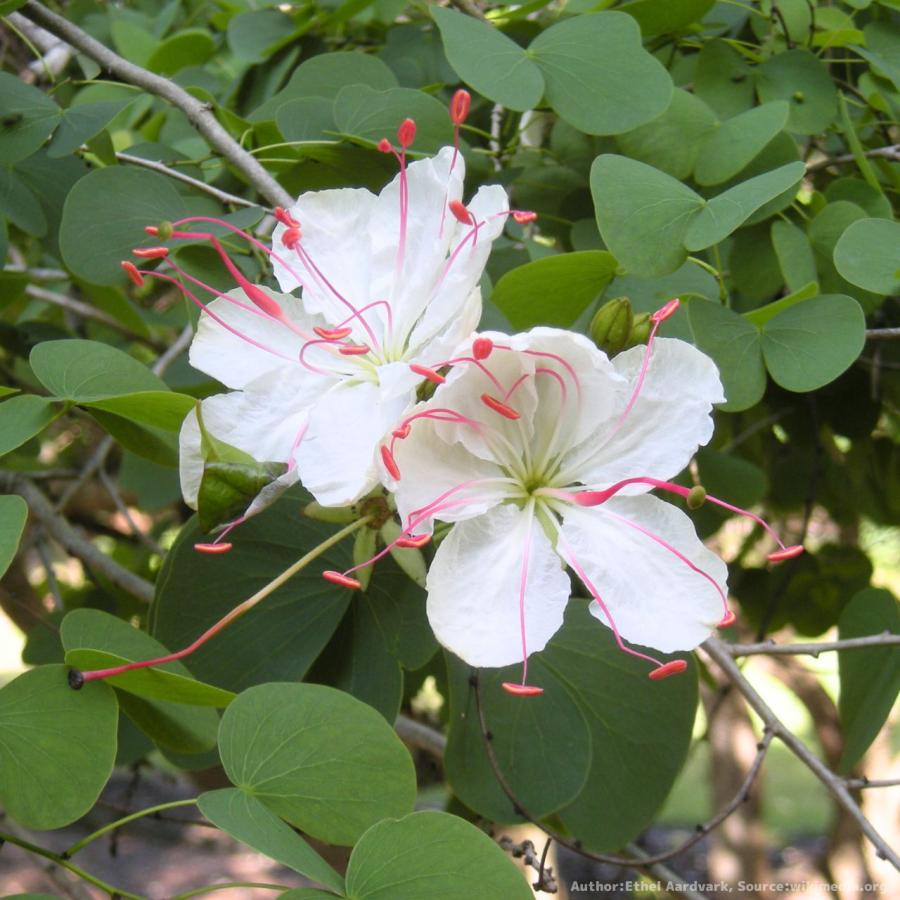 ホワイトバウヒニア 種子 花木 種子 Seeds Flower Green Kugel 通販 Yahoo ショッピング