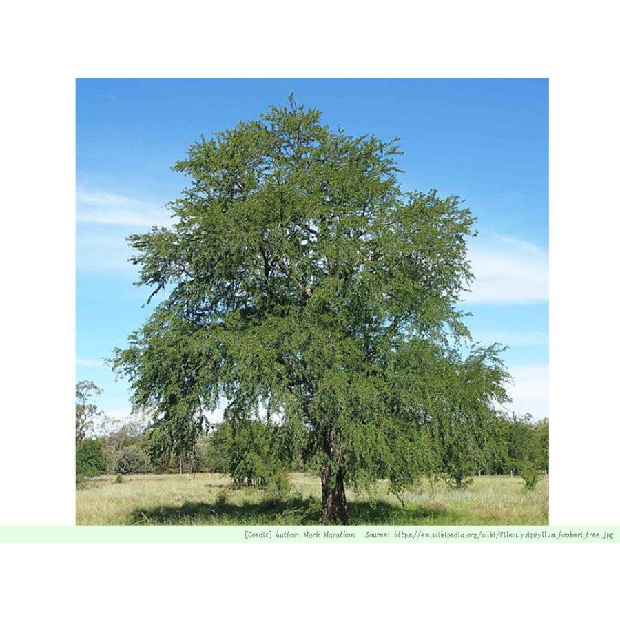 ホワイトバウヒニア 種子 花木 種子 Seeds Flower Green Kugel 通販 Yahoo ショッピング