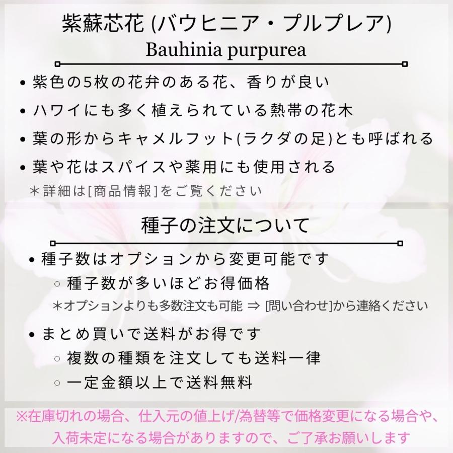 紫蘇芯花(ムラサキソシンカ) 種子 | バウヒニア・プルプレア - 紫色の花を咲かせる熱帯の花木 - 種子｜kugelfg｜02