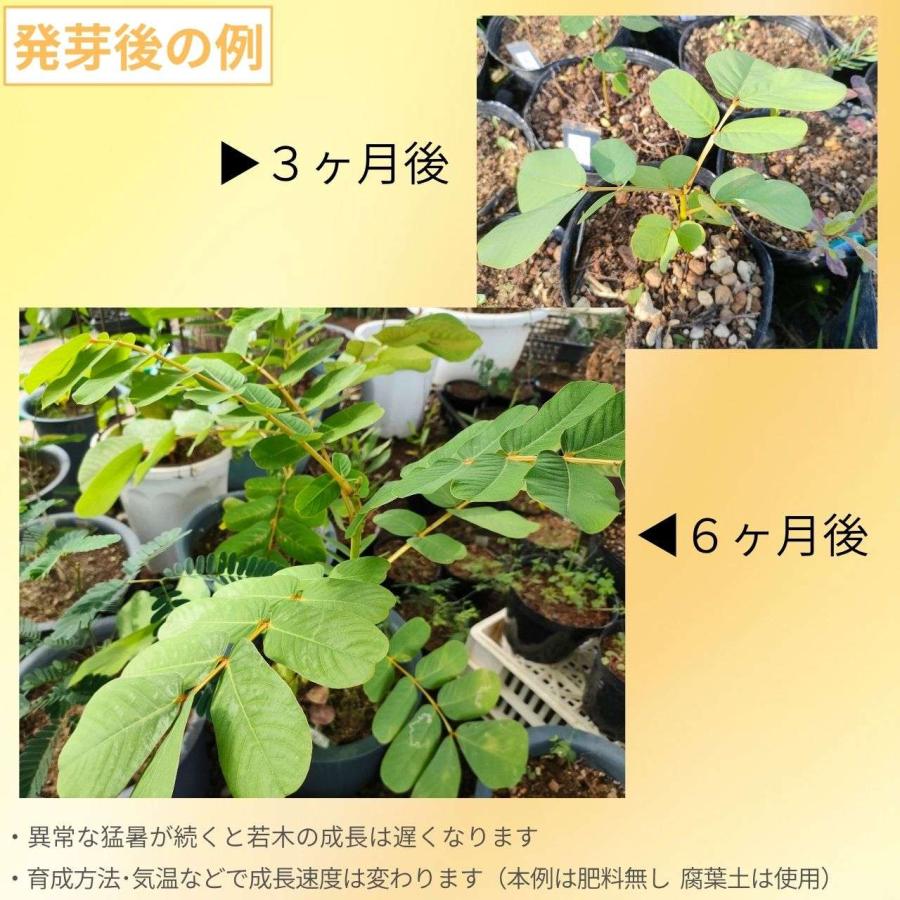 ゴールデンキャンドル 種子 | キャンドルブッシュ、カッシア・アラタ - ロウソクの花、熱帯の花木 - 種子 |  | 02