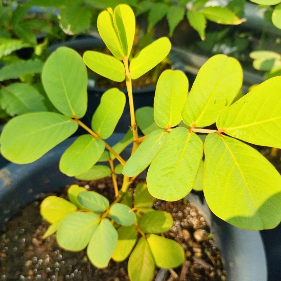 ゴールデンキャンドル 種子 | キャンドルブッシュ、カッシア・アラタ - ロウソクの花、熱帯の花木 - 種子 |  | 03