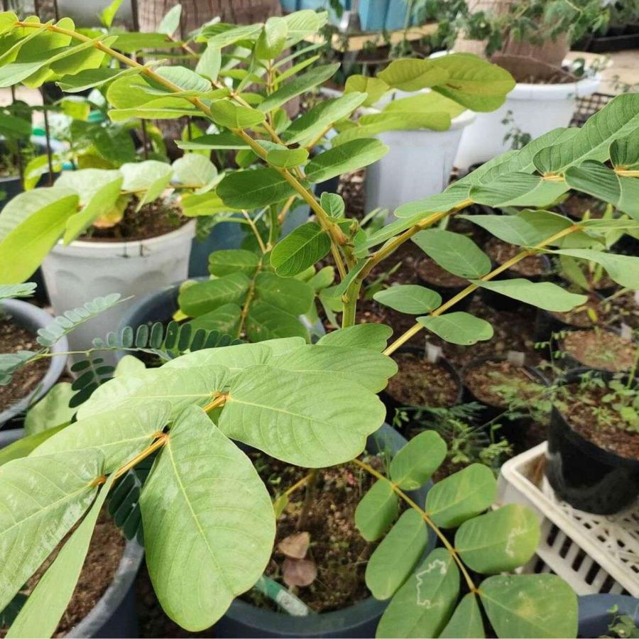 ゴールデンキャンドル 種子 | キャンドルブッシュ、カッシア・アラタ - ロウソクの花、熱帯の花木 - 種子 |  | 04