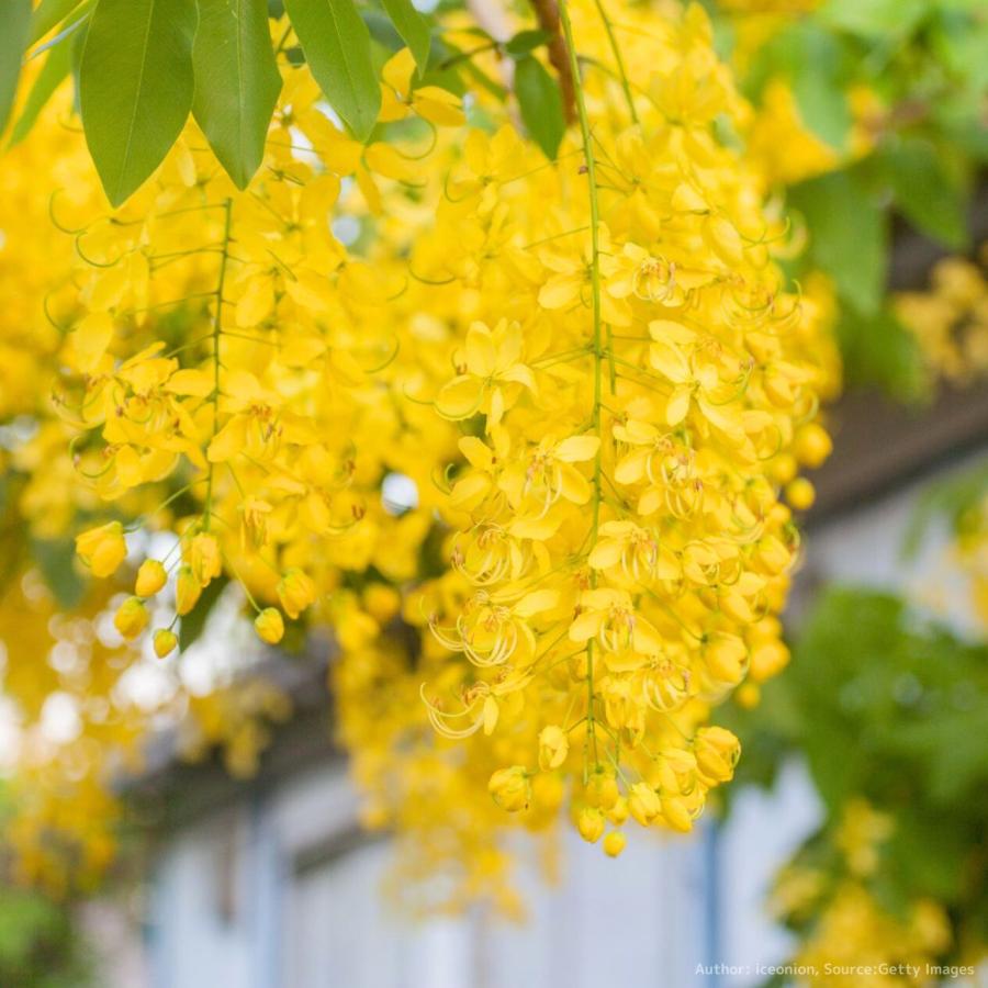 168円 最安値挑戦 南蛮皀莢 ナンバンサイカチ 種子 ゴールデンシャワー 花木