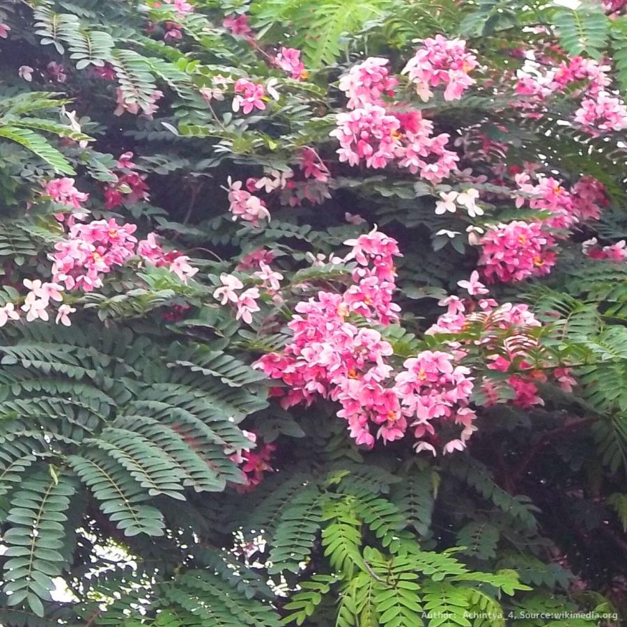 カッシア・レニゲラ 種子 | ビルマ・ピンク・カッシア - ピンク色の花を咲かせる熱帯の花木 - 種子｜kugelfg｜03