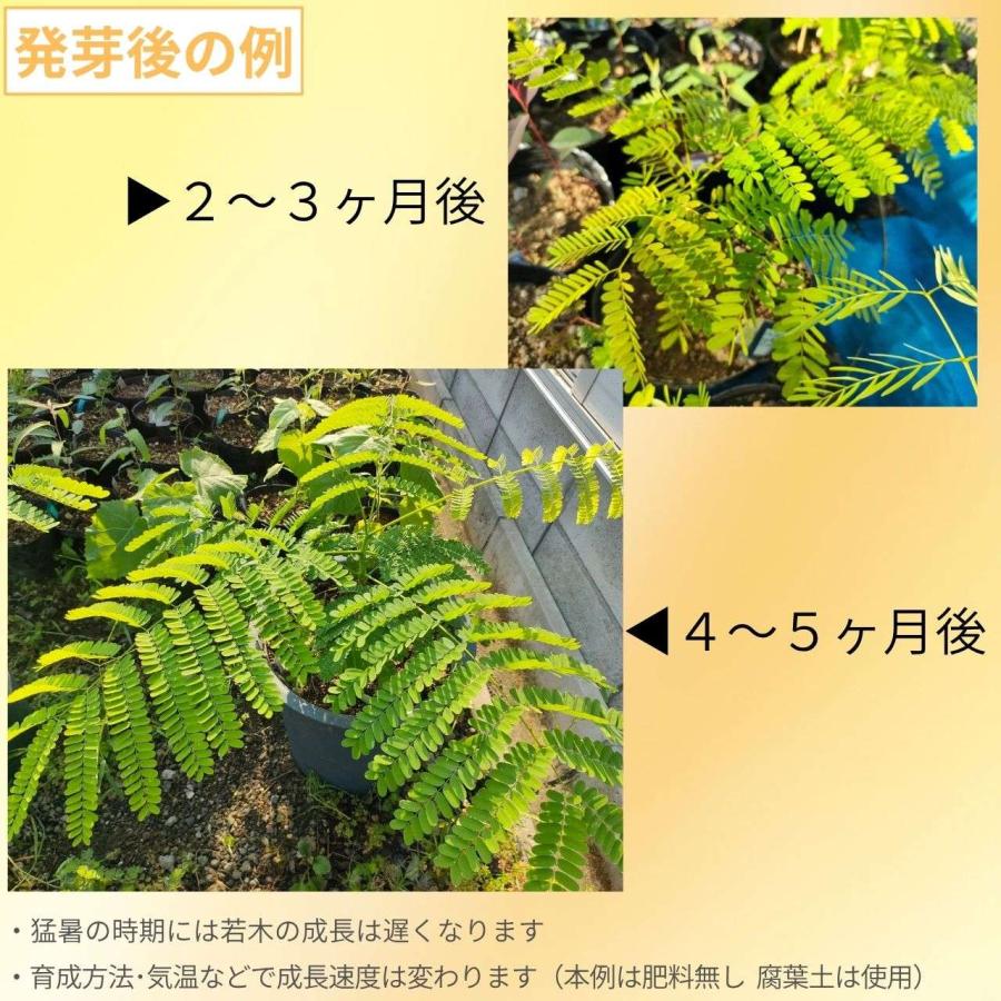 鳳凰木(ホウオウボク) 種子 | デロニクス・レジア - 世界三大花木 - 種子 |  | 02