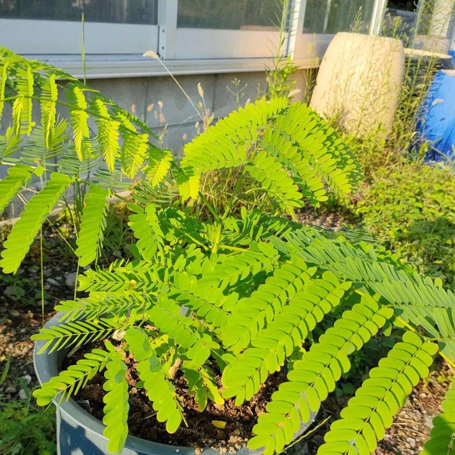 鳳凰木(ホウオウボク) 種子 | デロニクス・レジア - 世界三大花木 - 種子 |  | 03