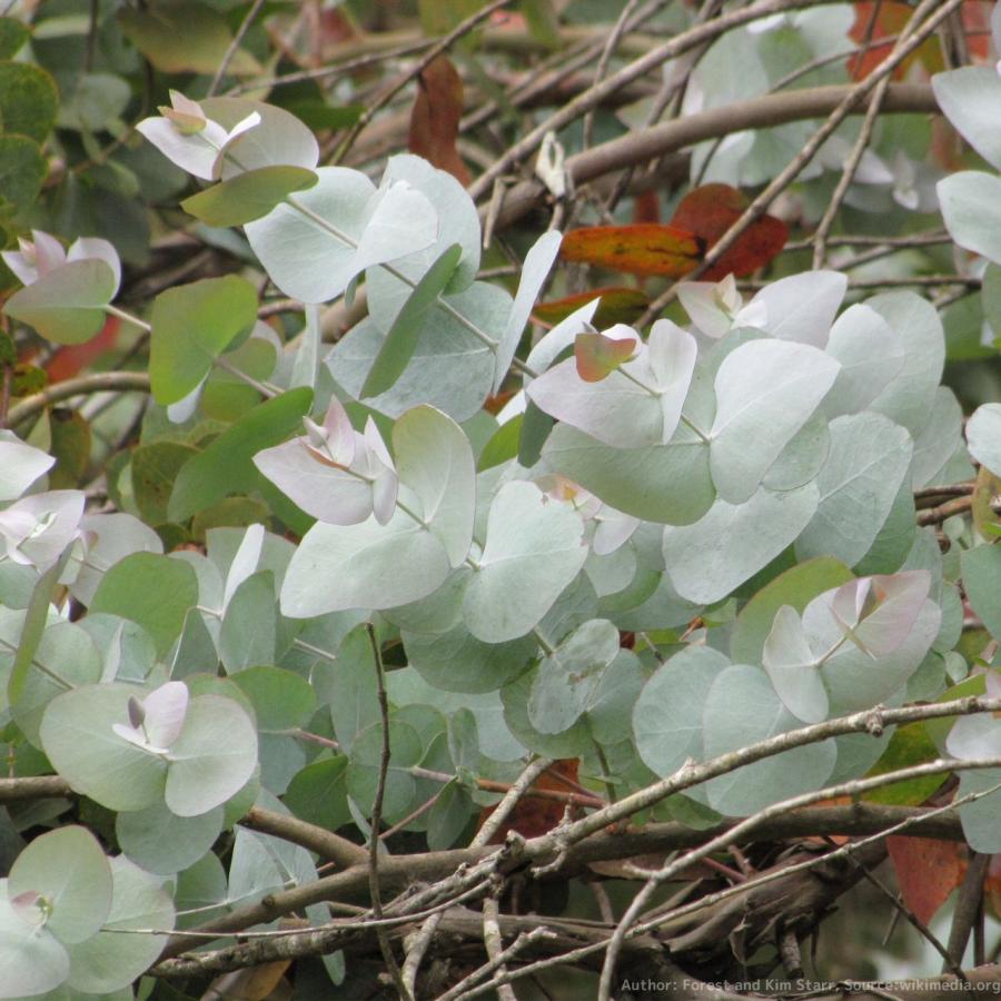 ユーカリ シネレア② 観葉植物 ユーカリ シネレア② 観葉植物