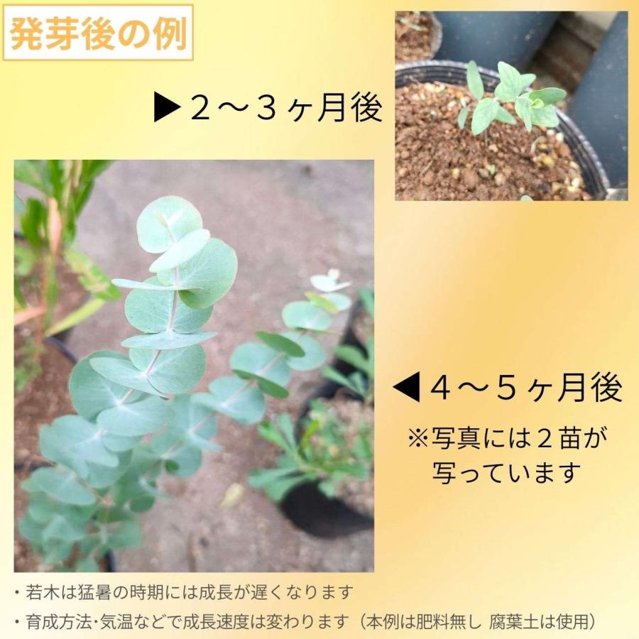 ユーカリ銀丸葉 種子 | ユーカリ・シネレア - 白銀色の葉 - 種子 |  | 02