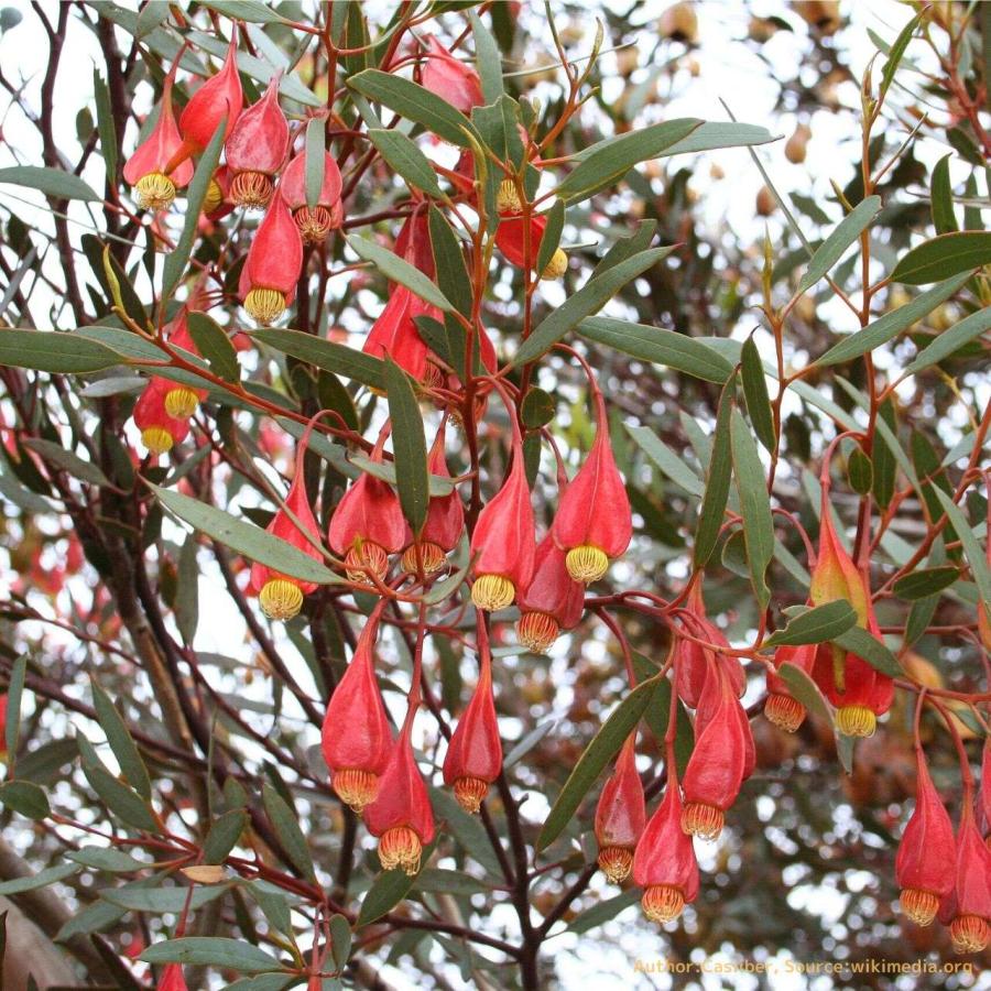 ユーカリ フォレスチアーナ 種子 フクシア マリー ハーブ木 樹木 種子 Seeds Flower Green Kugel 通販 Yahoo ショッピング