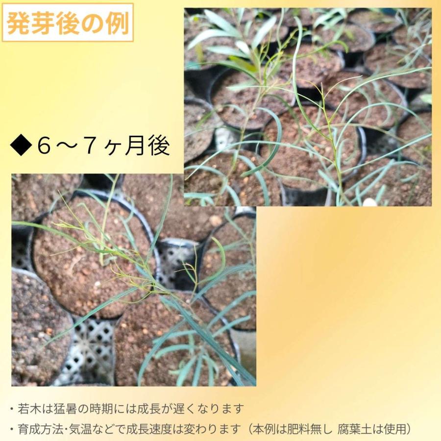 ユーカリ・ビリディス 種子 | 糸葉ユーカリ - 涼し気な長細い葉