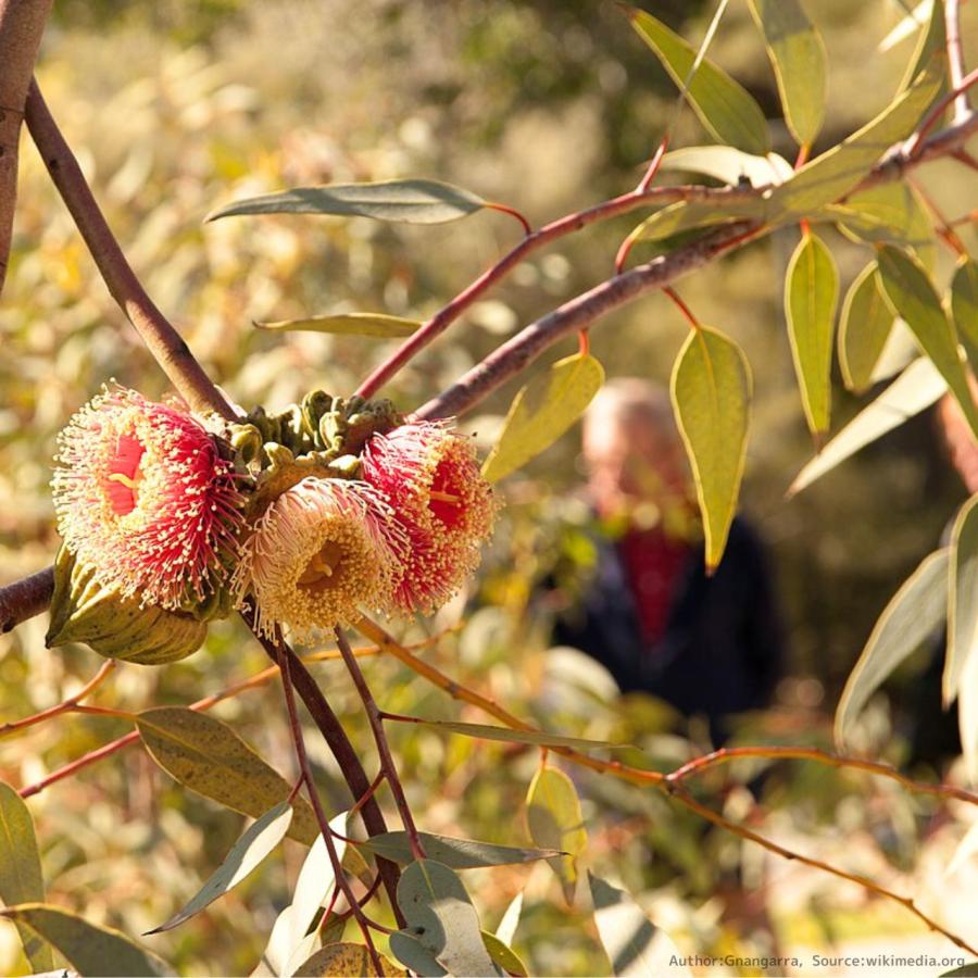 ユーカリ ヨウンギア 種子 ラージ フルーテッド マリー ハーブ木 樹木 種子 Seeds Flower Green Kugel 通販 Yahoo ショッピング