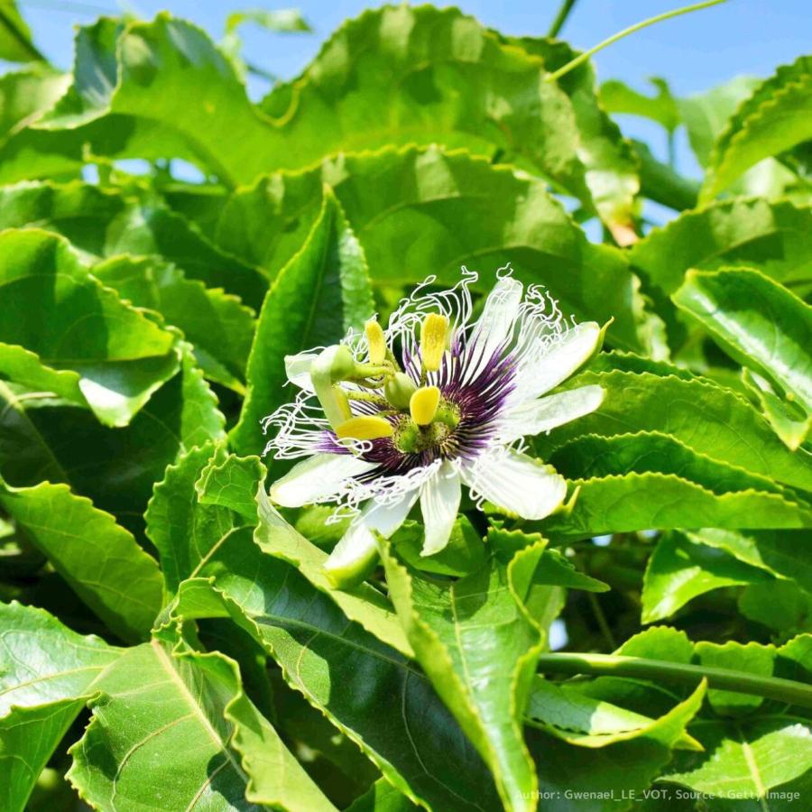 クダモノ トケイソウ 種子 花木 種子 Seeds Flower Green Kugel 通販 Yahoo ショッピング