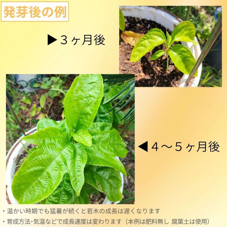 パッシフロラ・エドゥリス 種子 | 果物時計草（クダモノ・トケイソウ
