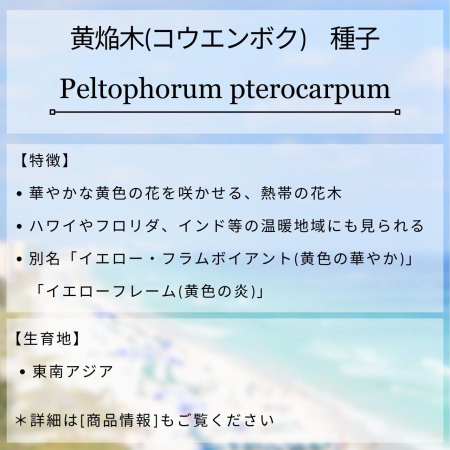 黄焔木(コウエンボク) 種子 | ペルトフォラム・プテロカルパム - 黄色の炎とも呼ばれる熱帯の花木 - 種子 |  | 01