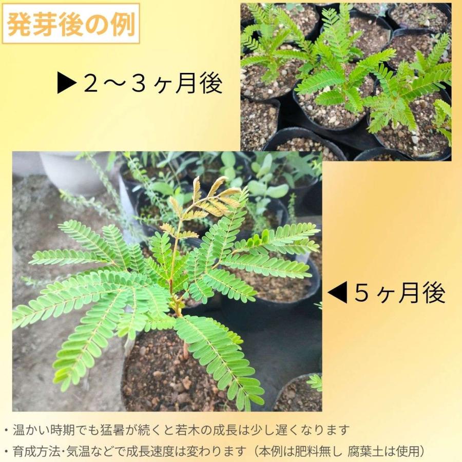 黄焔木(コウエンボク) 種子 | ペルトフォラム・プテロカルパム - 黄色の炎とも呼ばれる熱帯の花木 - 種子 |  | 02