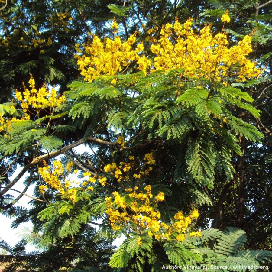 黄焔木(コウエンボク) 種子 | ペルトフォラム・プテロカルパム - 黄色の炎とも呼ばれる熱帯の花木 - 種子 |  | 03