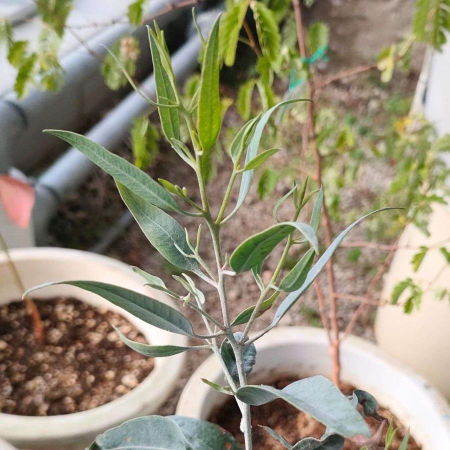 ユーカリ・カンパスペ 種子 | シルバーギムレット - 白いカップ状の実 - 種子 | 