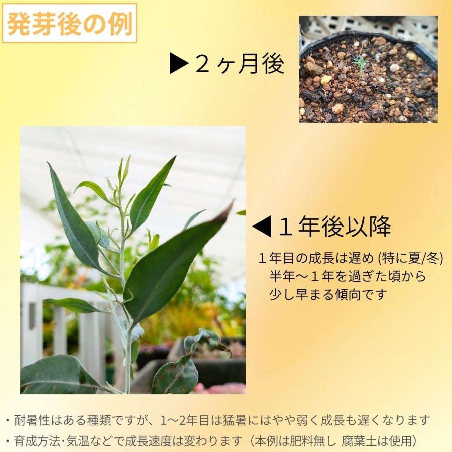 ユーカリ・カンパスペ 種子 | シルバーギムレット - 白いカップ状の実 - 種子 |  | 01