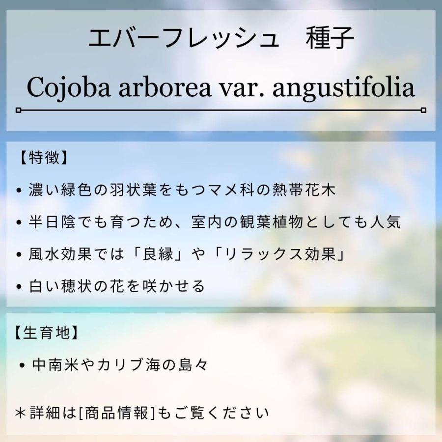 [季節限定品] エバーフレッシュ 種子 | アカサヤネムノキ（赤莢合歓木） - 「良縁」や「リラックス」の観葉植物 - 種子 |  | 01
