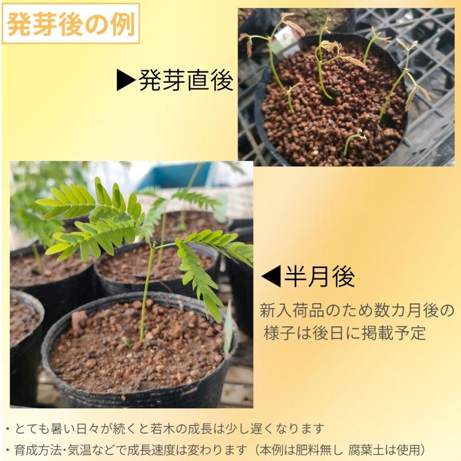 [季節限定品] エバーフレッシュ 種子 | アカサヤネムノキ（赤莢合歓木） - 「良縁」や「リラックス」の観葉植物 - 種子 |  | 02