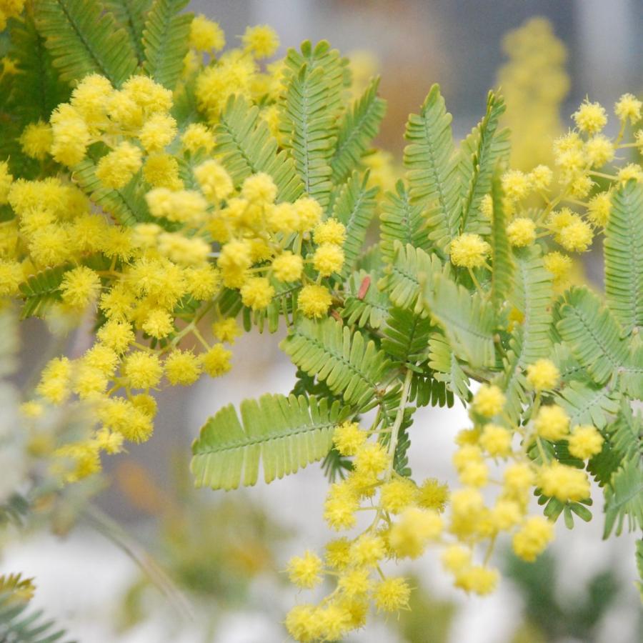 銀葉アカシア 種子 | アカシア・バイレヤナ - 大人気のミモザ - 種子 | 