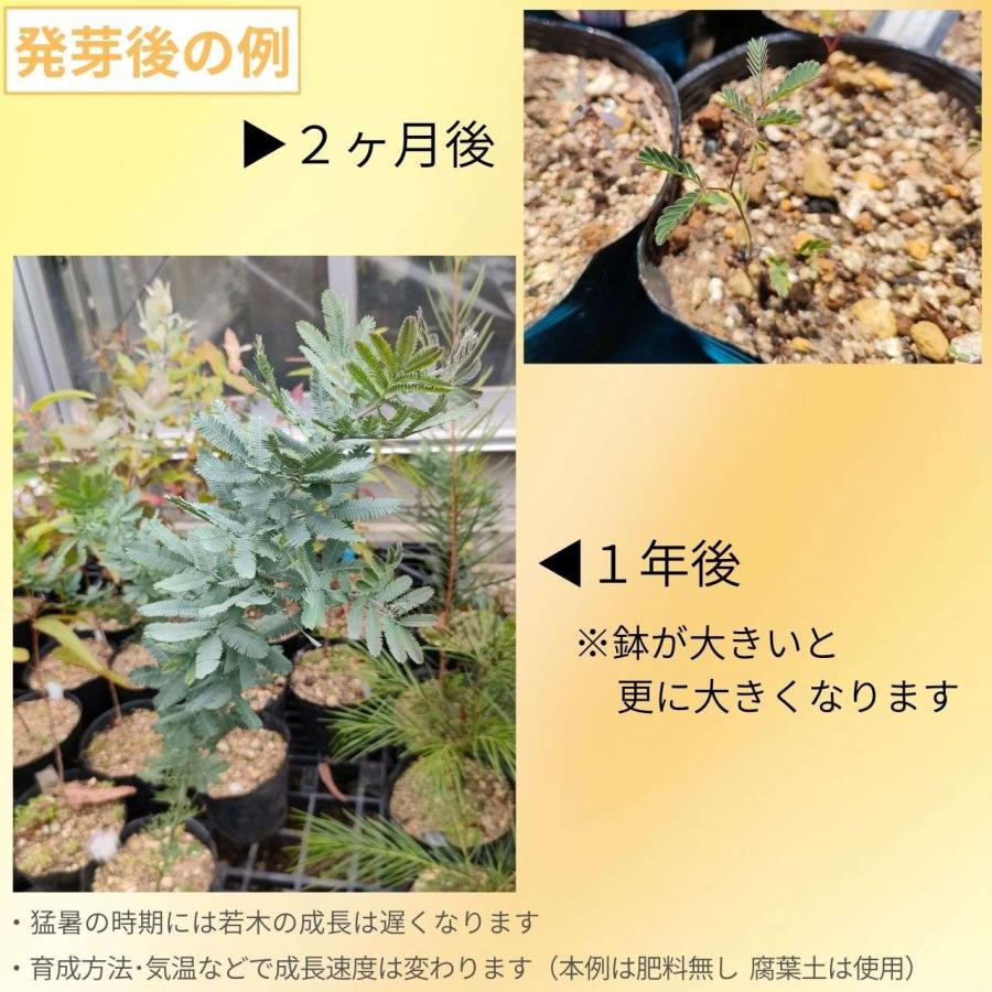 銀葉アカシア 種子 | アカシア・バイレヤナ - 大人気のミモザ - 種子 |  | 02