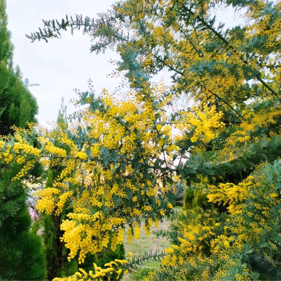 銀葉アカシア 種子 | アカシア・バイレヤナ - 大人気のミモザ - 種子 |  | 03