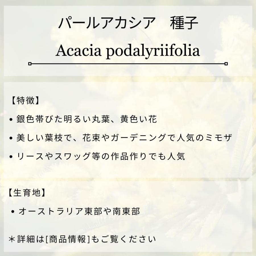 パールアカシア 種子 | アカシア・ポダリリーフォリア - 美しいシルバーリーフのミモザ - 種子 |  | 01