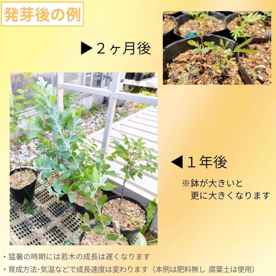 パールアカシア 種子 | アカシア・ポダリリーフォリア - 美しい