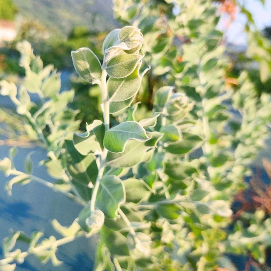 パールアカシア 種子 | アカシア・ポダリリーフォリア - 美しい