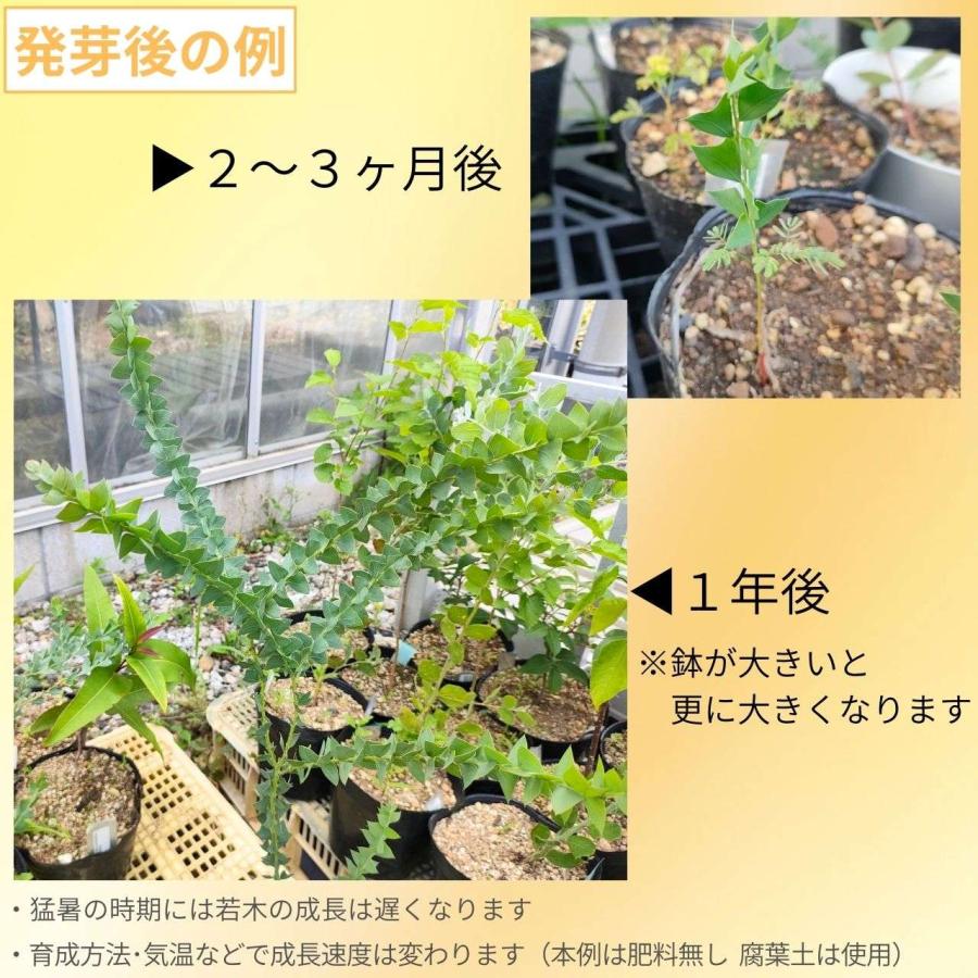 三角葉アカシア 種子 | アカシア・カルトリフォラミス - ユニークな葉