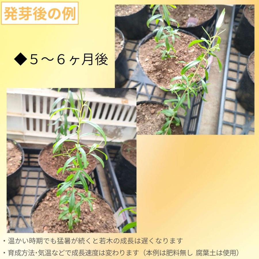 レモンティーツリー 種子 | レプトスペルムム・ペテルソニー - 柑橘系の香りのオージープランツ - 種子 |  | 02