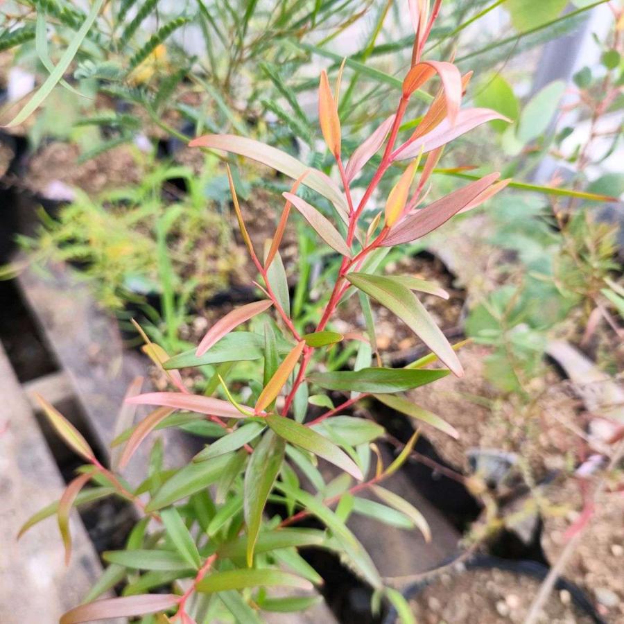 レモンティーツリー 種子 | レプトスペルムム・ペテルソニー - 柑橘系の香りのオージープランツ - 種子 |  | 03